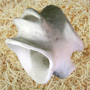 Whalebone Form